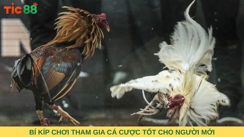 Bí kíp chơi tham gia cá cược tốt cho người mới