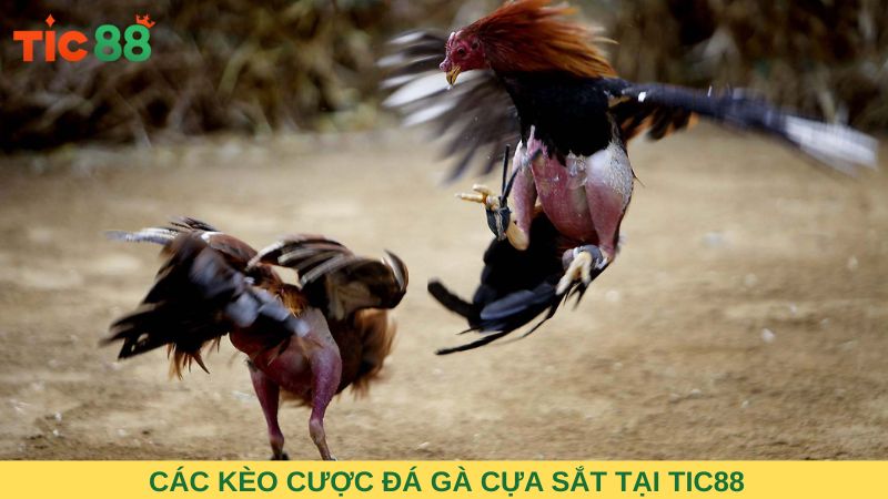 Các kèo cược đá gà cựa sắt tại TIC88