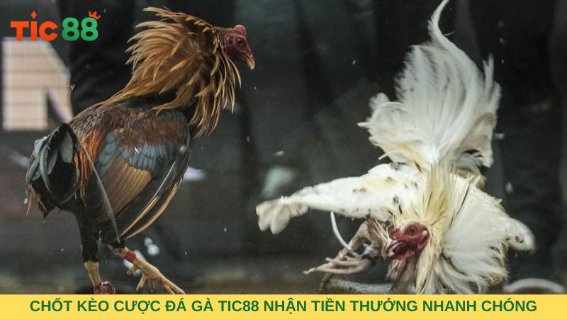 Chốt kèo cược đá gà TIC88 nhận tiền thưởng nhanh chóng