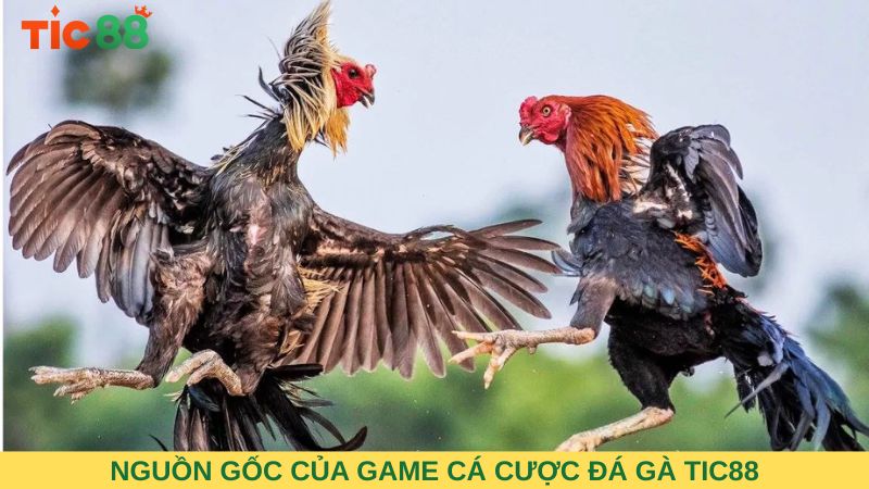 Nguồn gốc của game cá cược đá gà TIC88