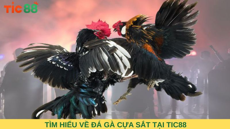 Tìm hiểu về đá gà cựa sắt tại TIC88